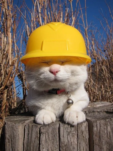 catstruction